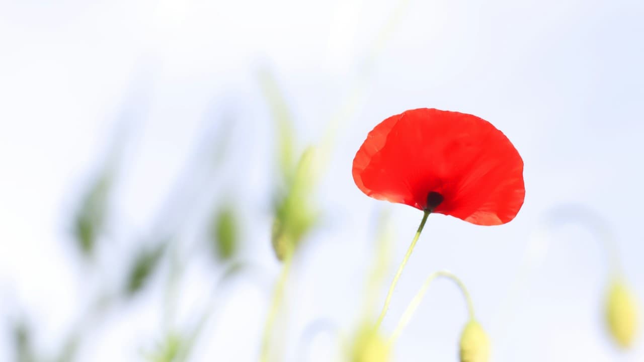 The Era of Extreme Flexibility